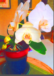 JIM'S ORCHID ALTERED